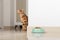 Bengal cat peeks around the corner, looks at a bowl of food, against the background of the room