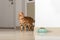 Bengal cat peeks around the corner, looks at a bowl of food, against the background of the room