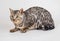 Bengal cat photo in studio