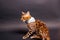 Bengal Cat photoshoting in photo studio on color background