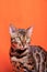 Bengal Cat photoshoting in photo studio on color background
