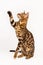 Bengal Cat playing