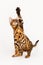 Bengal Cat playing