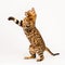 Bengal Cat playing