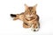 Bengal cat plays with a toy soccer ball isolated on a white background. Cat toys