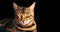 Bengal cat portrait on black background. Smiling, eyes closed