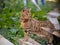 Bengal cat posing. Beautiful cat of Bengali breed. Young domestic cat