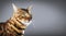 Bengal cat potrait on gray background