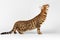 Bengal Cat Raising up on White background