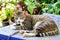 Bengal cat relax on blue tank and flower in garden