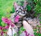 Bengal Cat relaxing in the garden