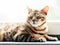 Bengal cat resting and relaxing while lying on a window sill at home