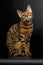 Bengal cat sitting on black and cute looking