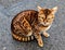 Bengal cat, sitting on the roadway, glares at the camera.