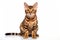 Bengal Cat Sitting On A White Background