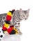 Bengal cat with soccer ball