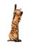 Bengal cat stand and raising up paw