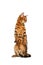 Bengal cat stand and raising up paw