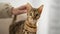 Bengal cat is stroking by a female hand, selective focus, close-up. Concept: Pets calm their owners.
