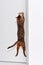 Bengal cat trying to open a door jumping on a handle