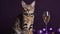 Bengal Cat In A Tuxedo Holding A Champagne Glass On Purple Background. Generative AI