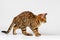 Bengal Cat walking on White background