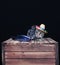 A bengal cat wearing a Mexican hat and a soft toy on a wooden crate against a black background