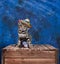 A bengal cat wearing  Mexican hat and a soft toy on a wooden crate against a blue background