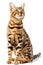 Bengal cat on white background quietly sits and looks up with interest