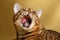 Bengal Cat Yawns on Gold background