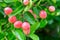 Bengal Currant or Christ`s Thorn is a berry that is the size of a berry.Used as a condiment in Indian pickles and spices