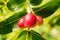 Bengal currant.Close up of red fruits with water droplets.