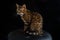 Bengal domestic cat sits on a black chair on a black background. portrait of an animal. Kitten yawns