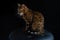 Bengal domestic cat sits on a black chair on a black background. portrait of an animal. Kitten yawns