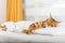 Bengal domestic cat sleeps on a pillow