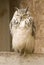 Bengal Eagle Owl