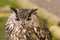 Bengal Eagle Owl