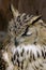 Bengal Eagle Owl