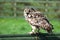 Bengal eagle owl