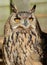 Bengal Eagle Owl (Bubo bengalensis)