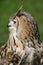 Bengal Eagle Owl Profile