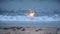 Bengal fire burning on the sea beach closeup. Romantic holiday background.