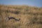 Bengal fox or indian fox or Vulpes bengalensis playing