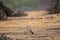 Bengal fox or indian fox or Vulpes bengalensis pup clean image playing one of plateau at ranthambore national park