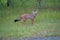 Bengal fox or Vulpes bengalensis,, Khandala, Satara