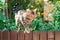 Bengal kitten alone outdoors on a wooden fence