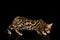 Bengal Kitten on Black Background