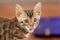 Bengal kitten drank milk and licks its lips
