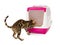 Bengal kitten enters an enclosed litter box through a hanging door