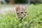 Bengal kitten in the garden.